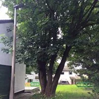 Oversized sycamore 03.jpg