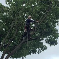 Oversized sycamore 04.jpg