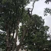 Oversized sycamore 05.jpg