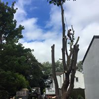 Oversized sycamore 06.jpg