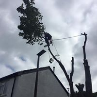 Oversized sycamore 07.jpg