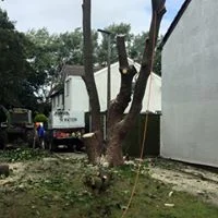 Oversized sycamore 08.jpg