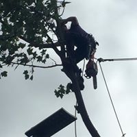 Oversized sycamore 09.jpg
