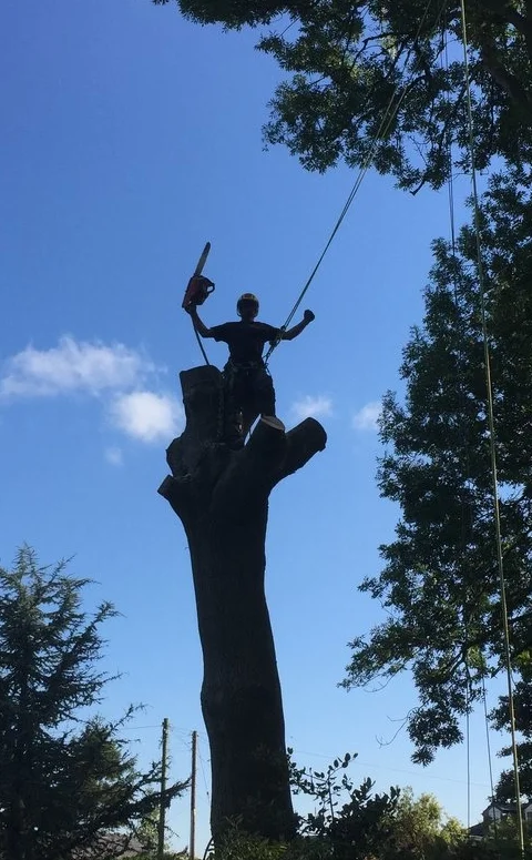 Large Ash Tree Removal, Bilsborrow, North Preston.
