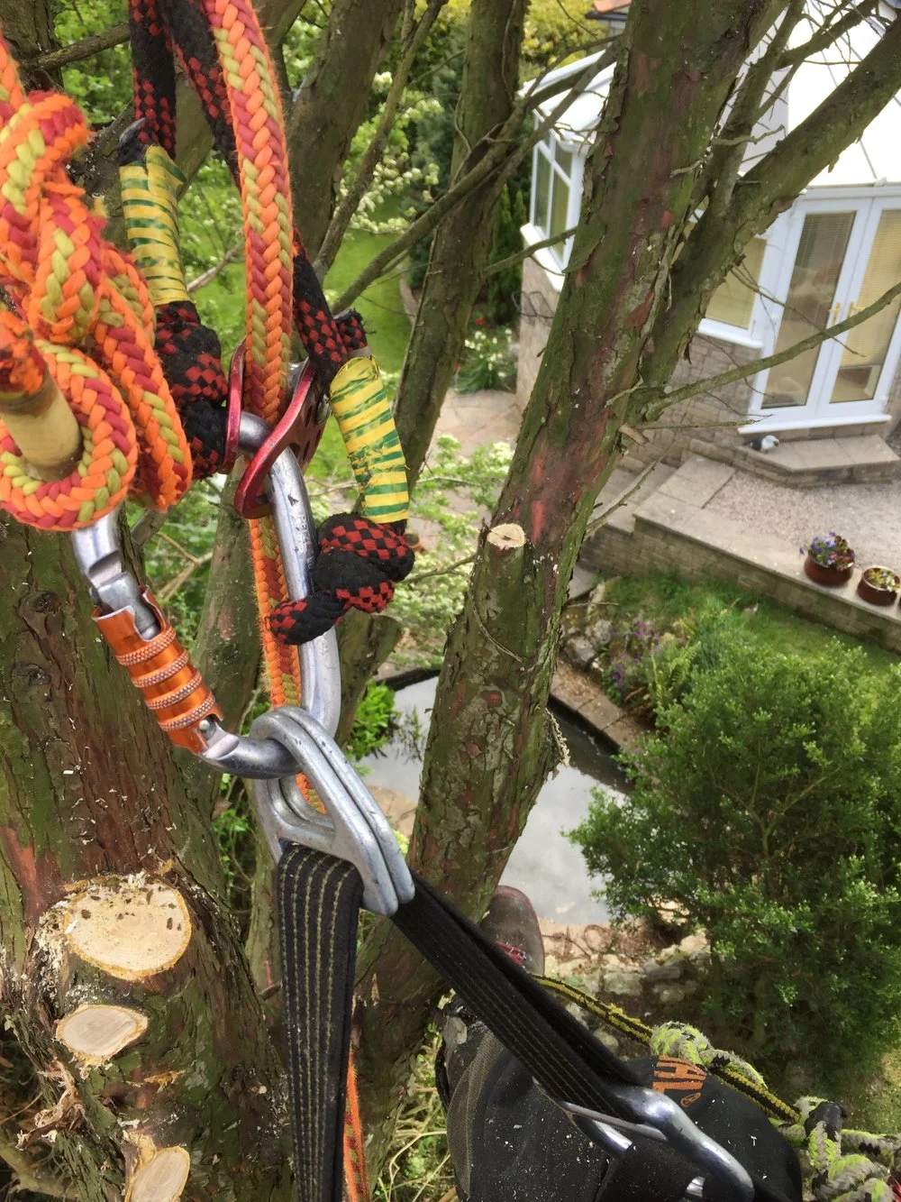 Leylandii removal, Hest Bank