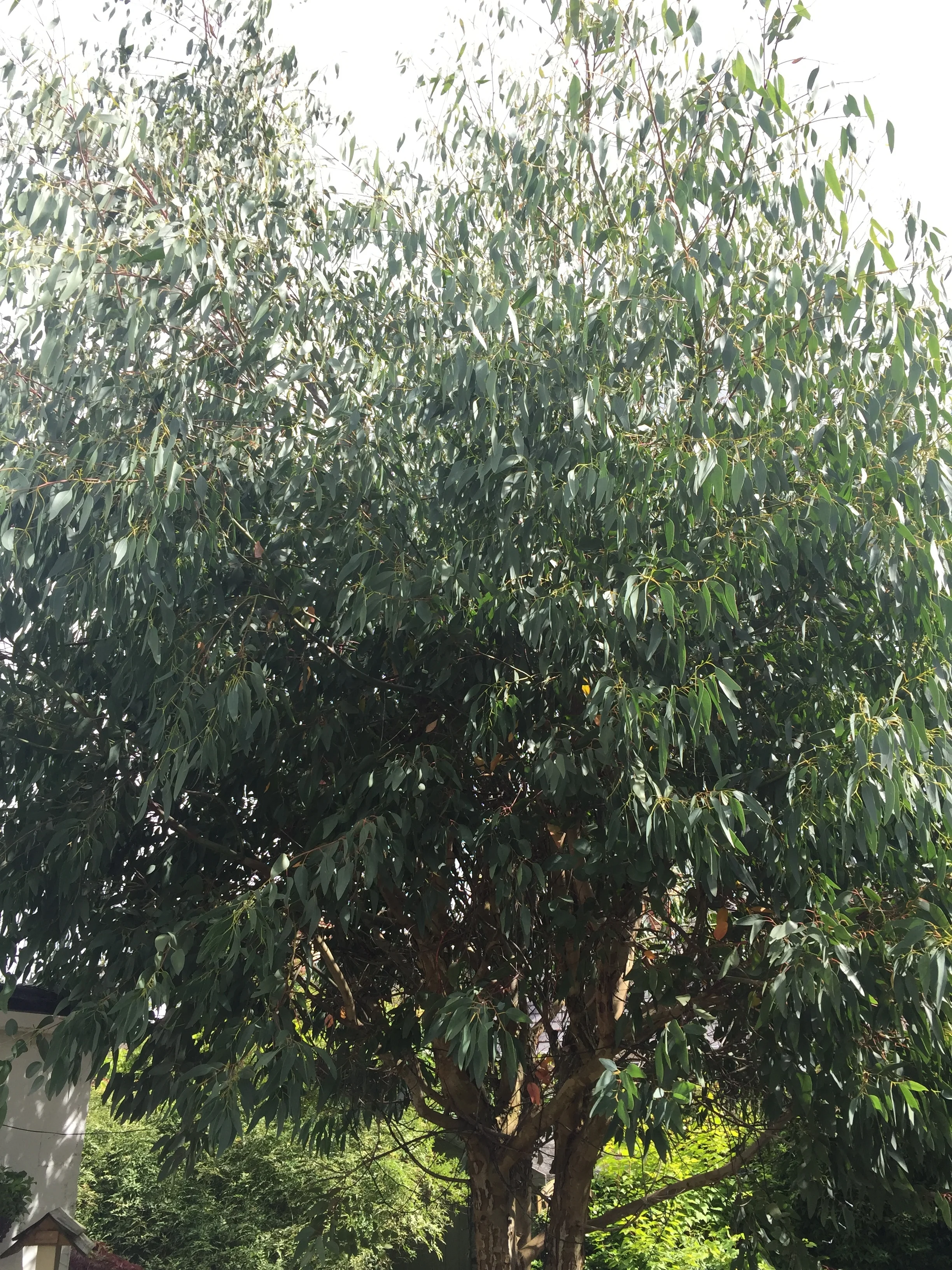 Eucalyptus Reduction