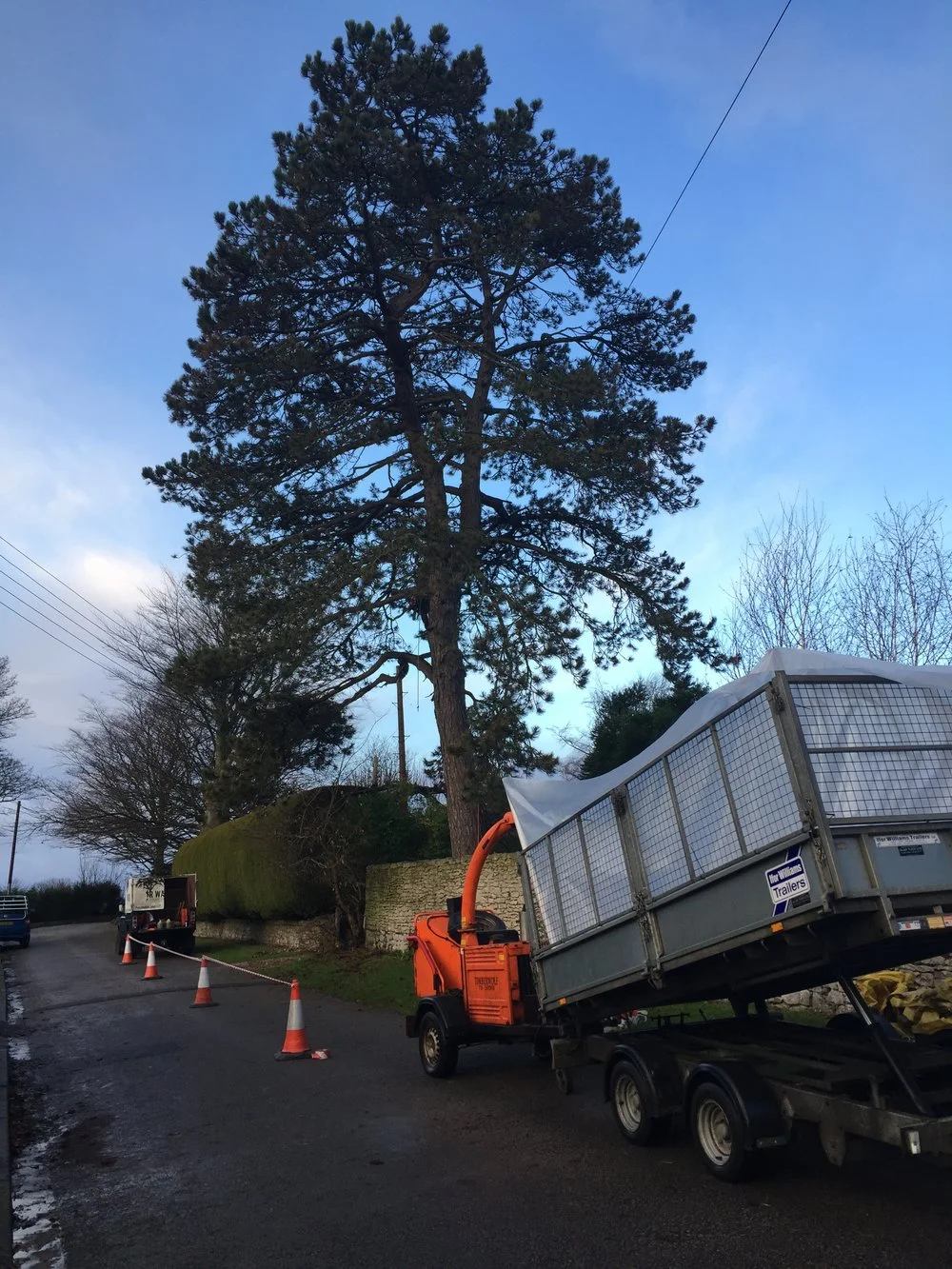Silverdale, Pine Removal 