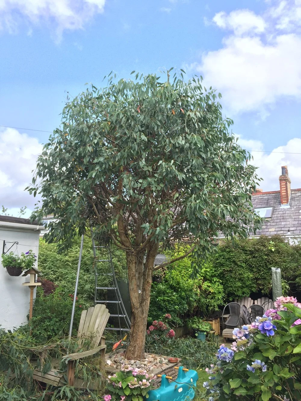 Eucalyptus reduction & a hedge trim, Lancaster.