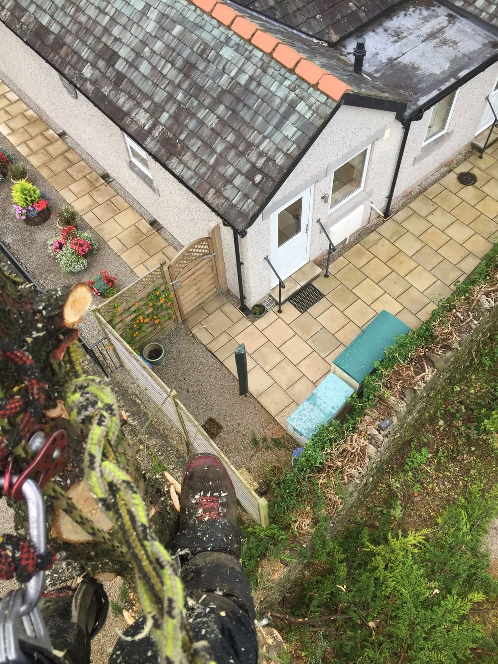 Conifer removal, Arnside, South Lakes.