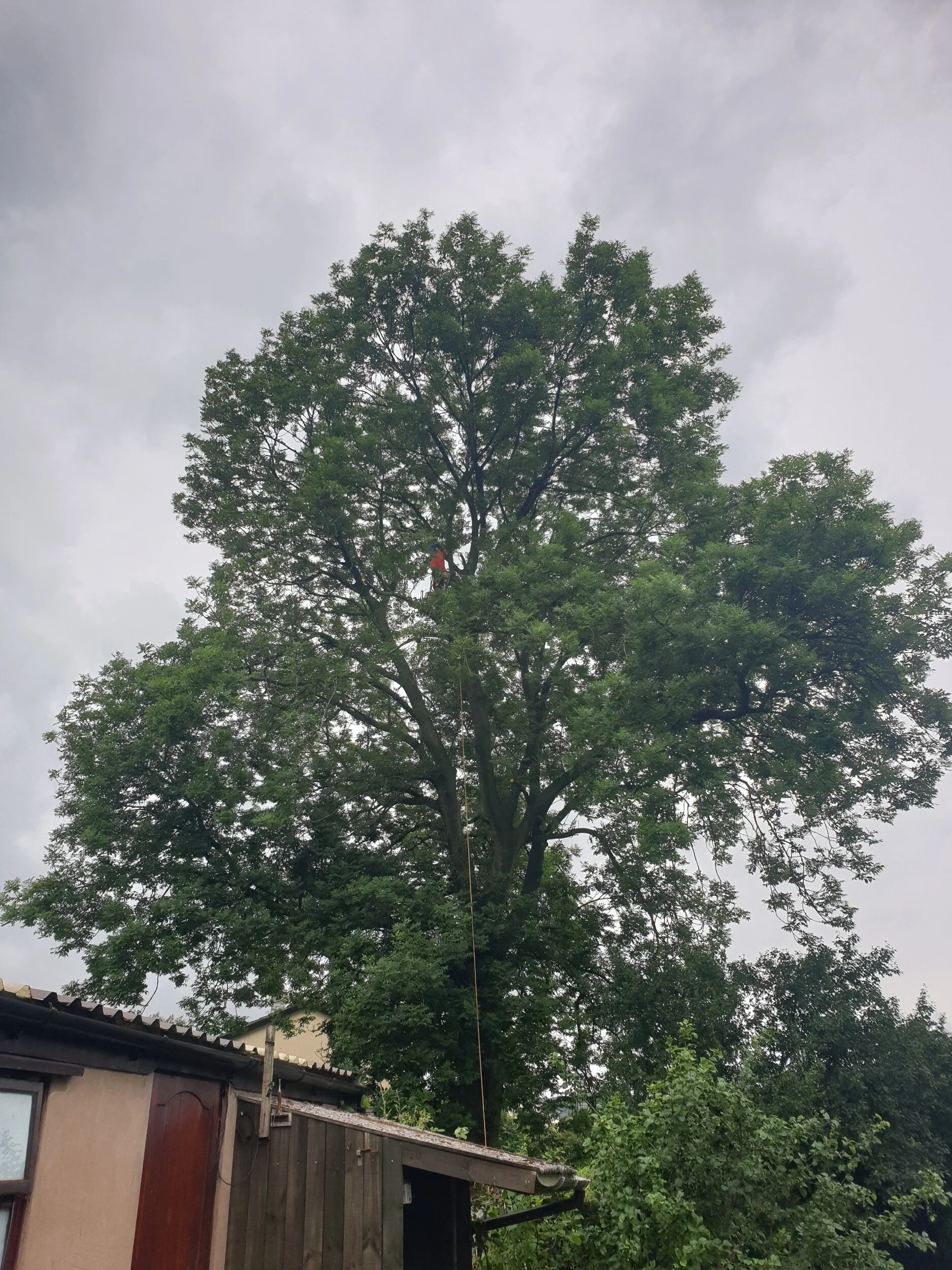 Though not visible in this image, the tips of the canopy are receding.