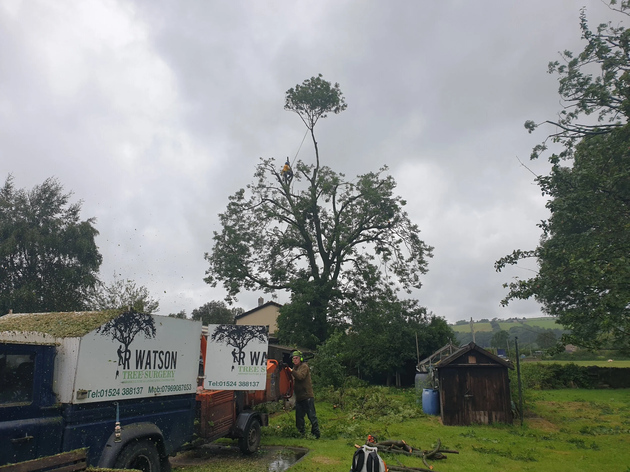 Ash Tree Reduction