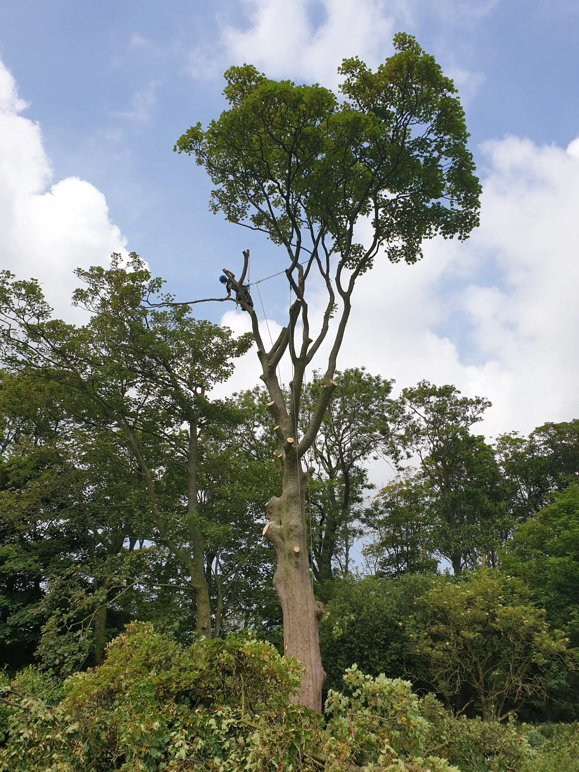 The tree was removed safely with all limbs being rigged and lowered.