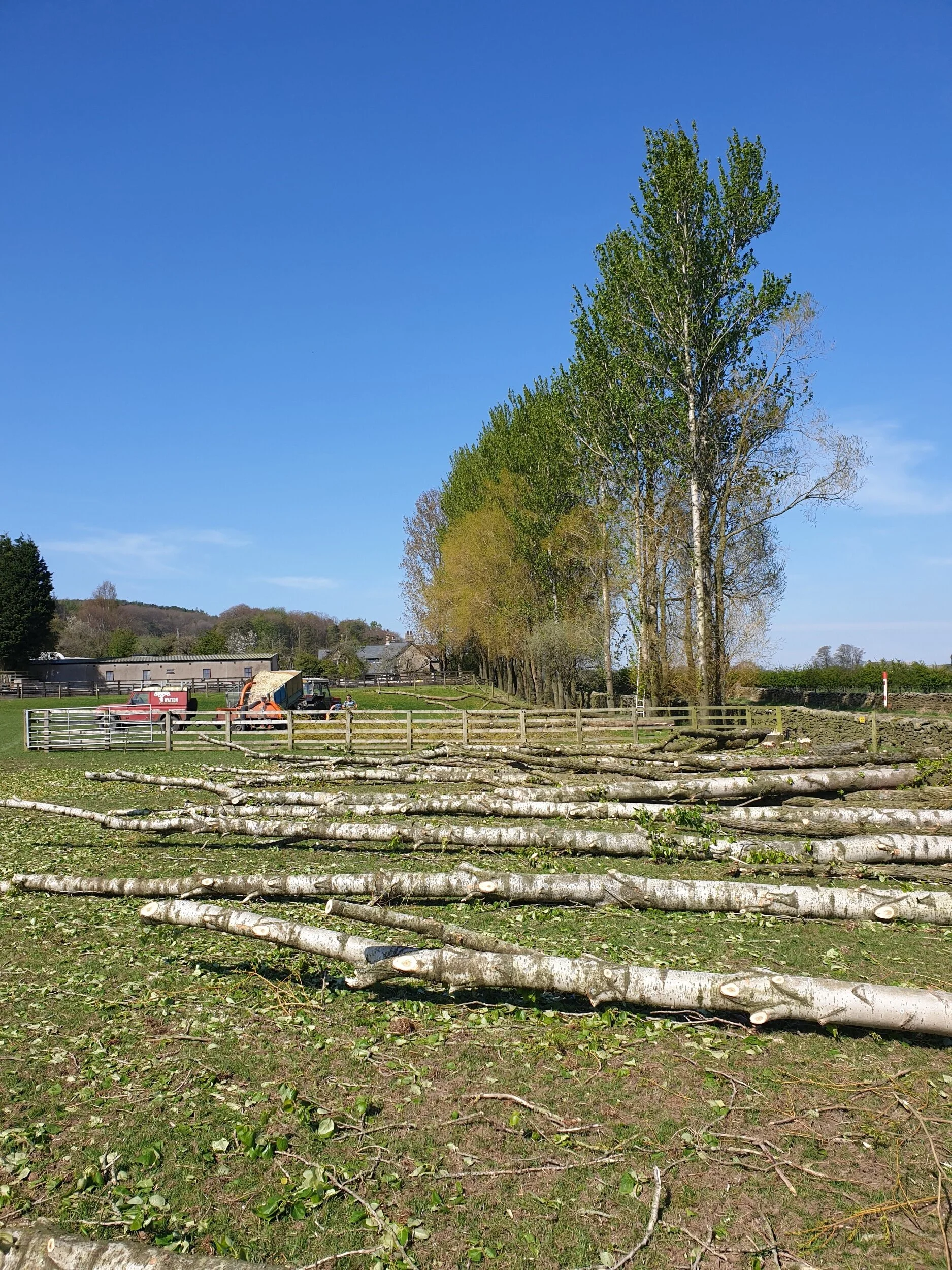 Felling Poplar Tree