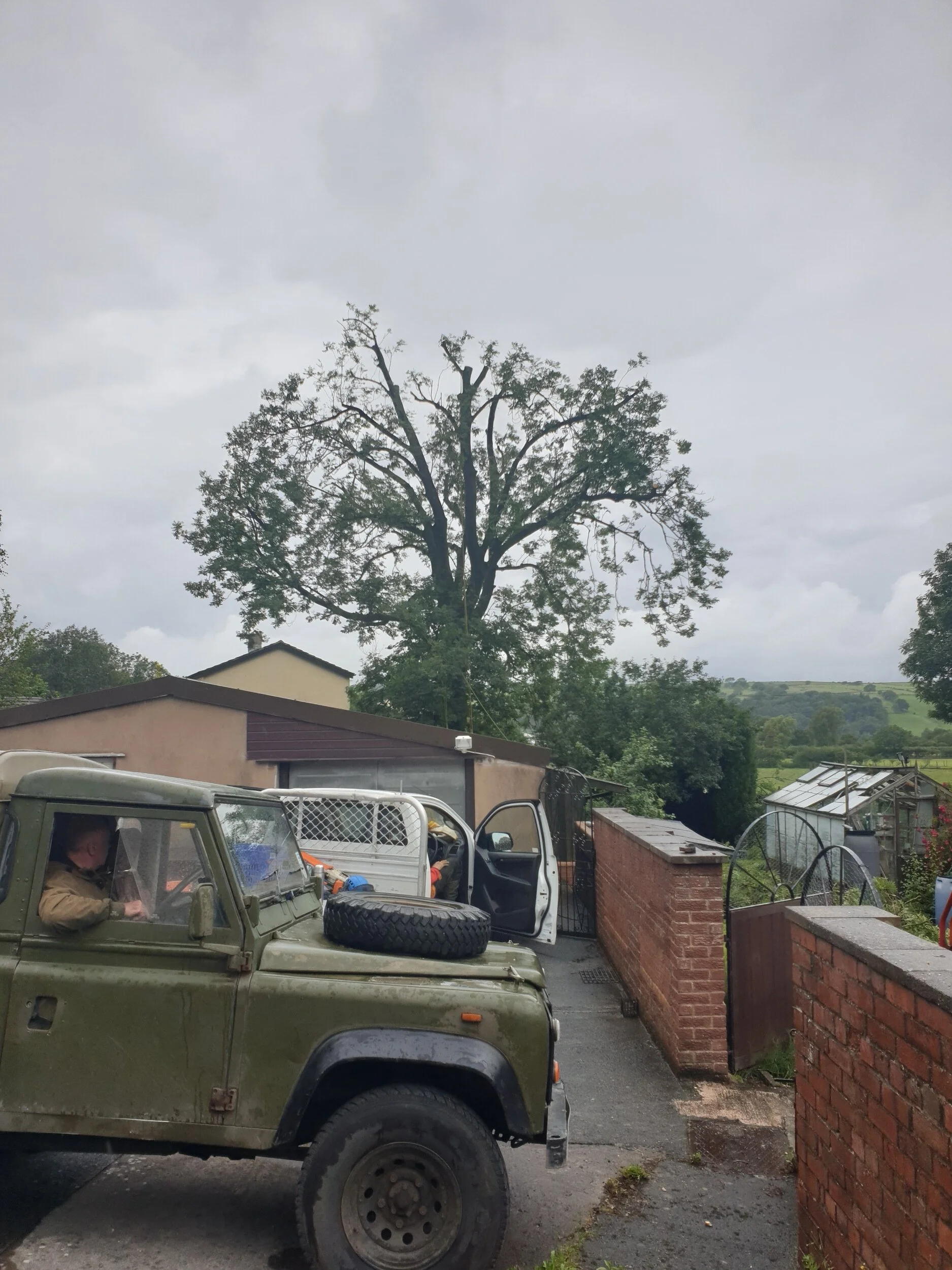 Ash Tree Reduction