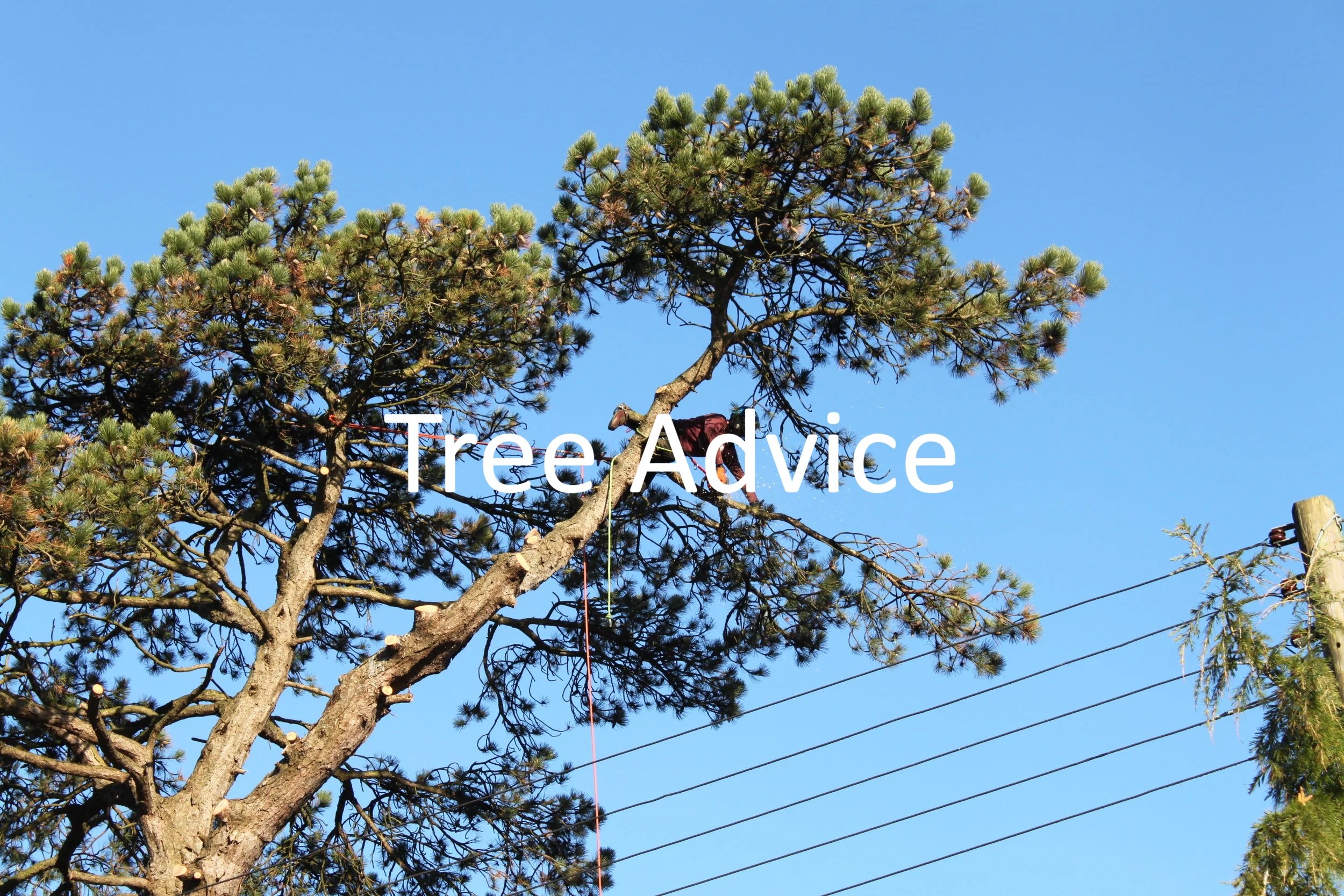 Tree Advice Blog.jpg