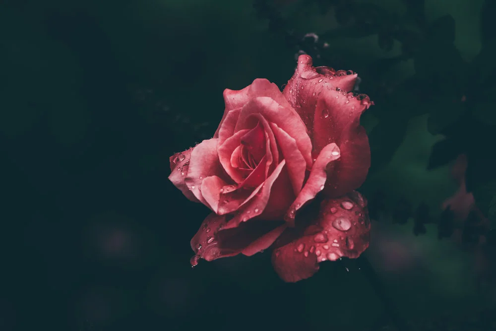 rose+water+1.jpeg