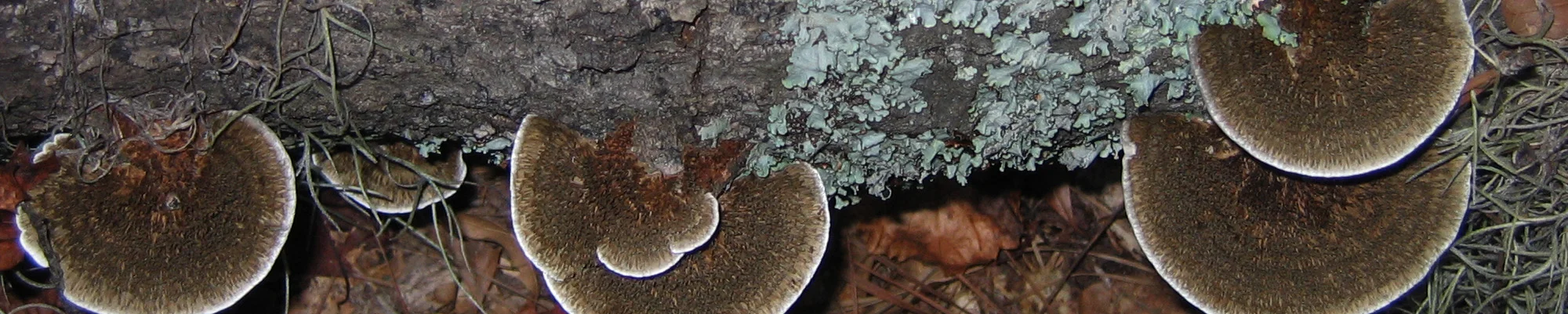 darker mushroom banner.jpg