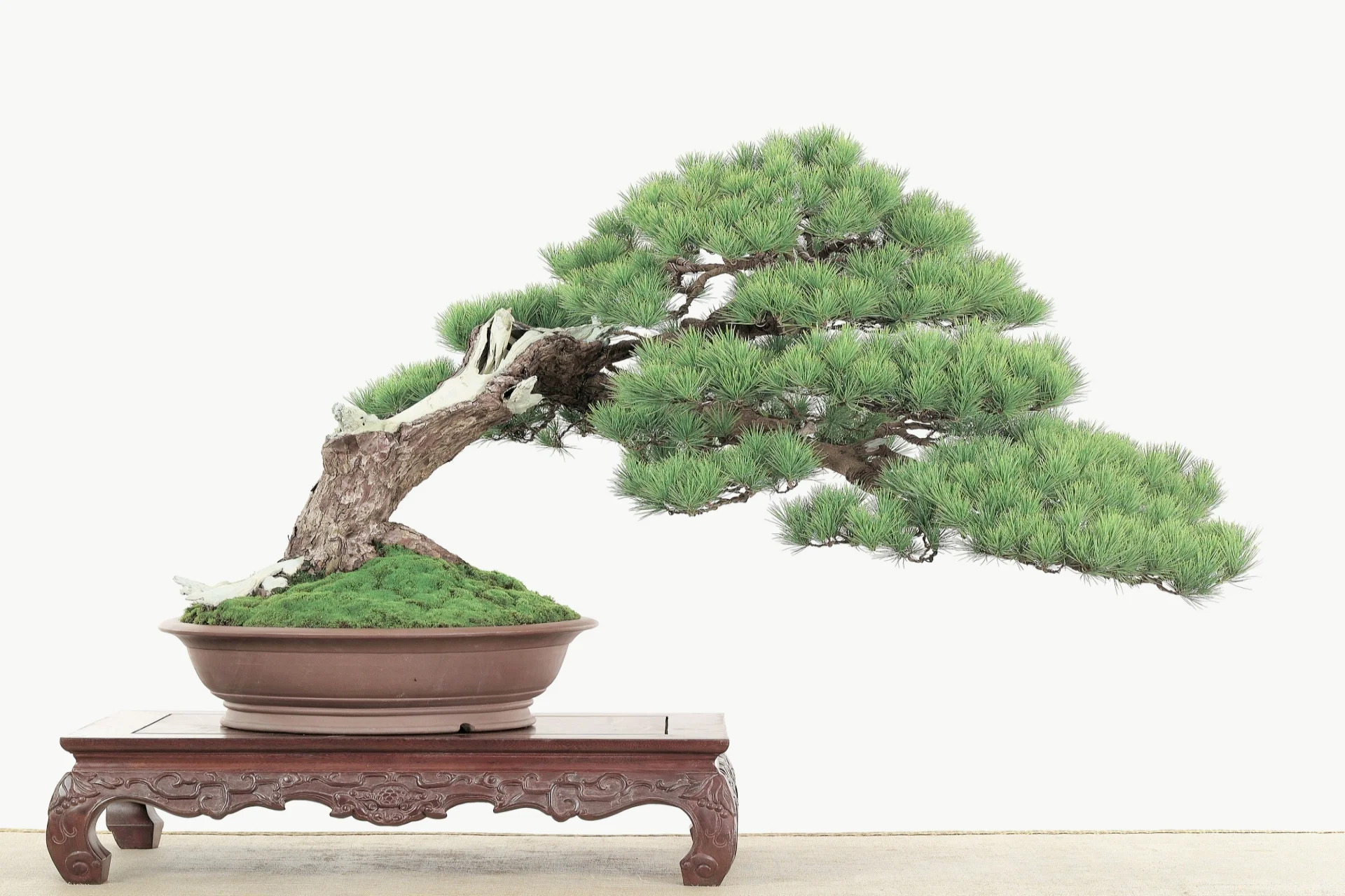 bonsai2.jpg