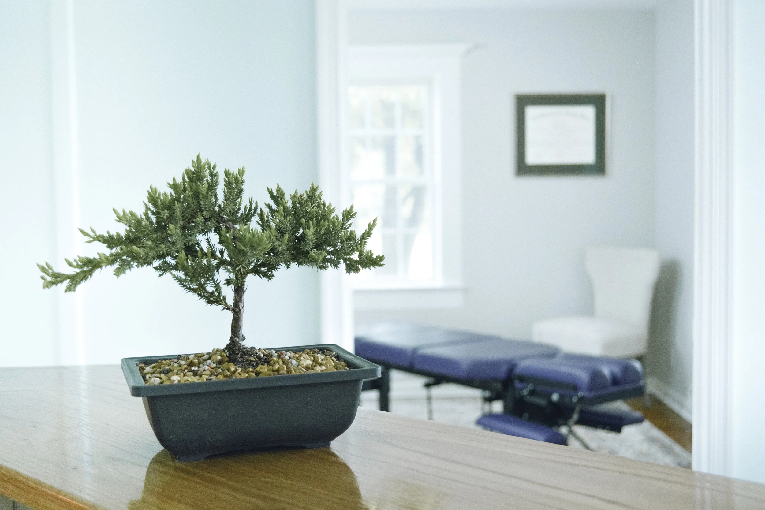 hoh._0010_tree with table.jpg