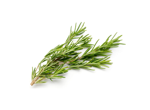 rosemary-1.png