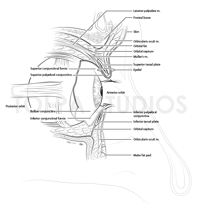 Eye - Hematopoetic Anatomy