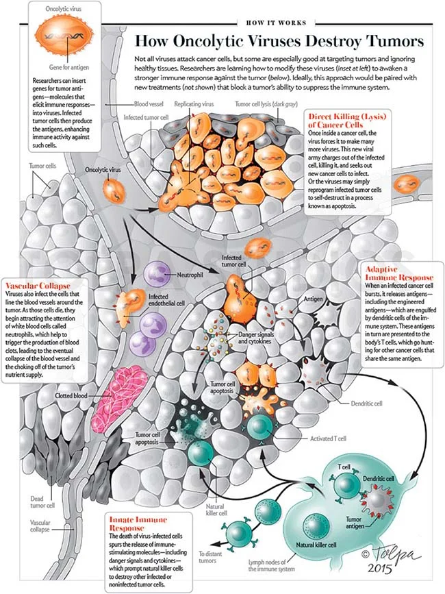 How Oncolytic Viruses Destroy Tumors