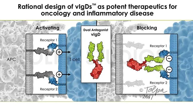 Rational Design of vIgDs™