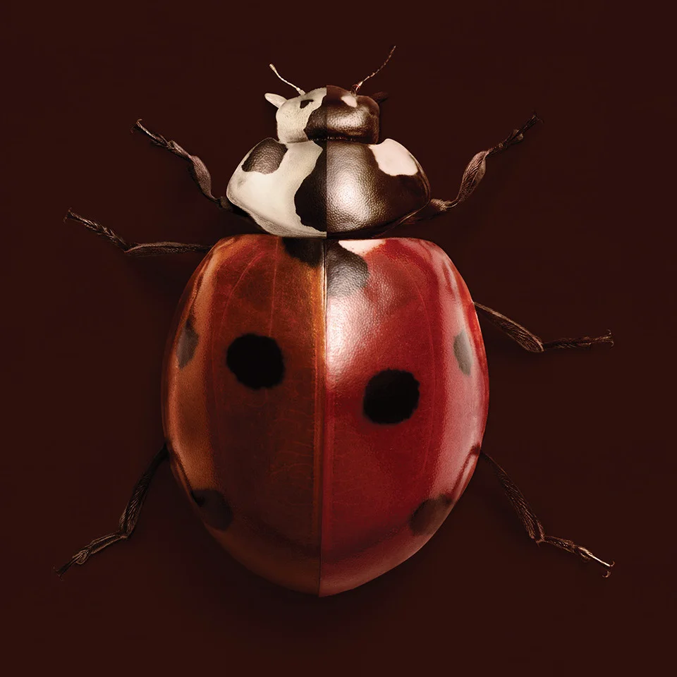 Land Rover Brand.jpg