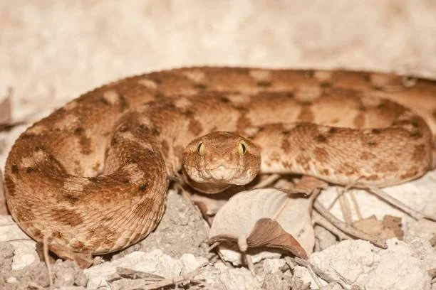 Snake and Saw