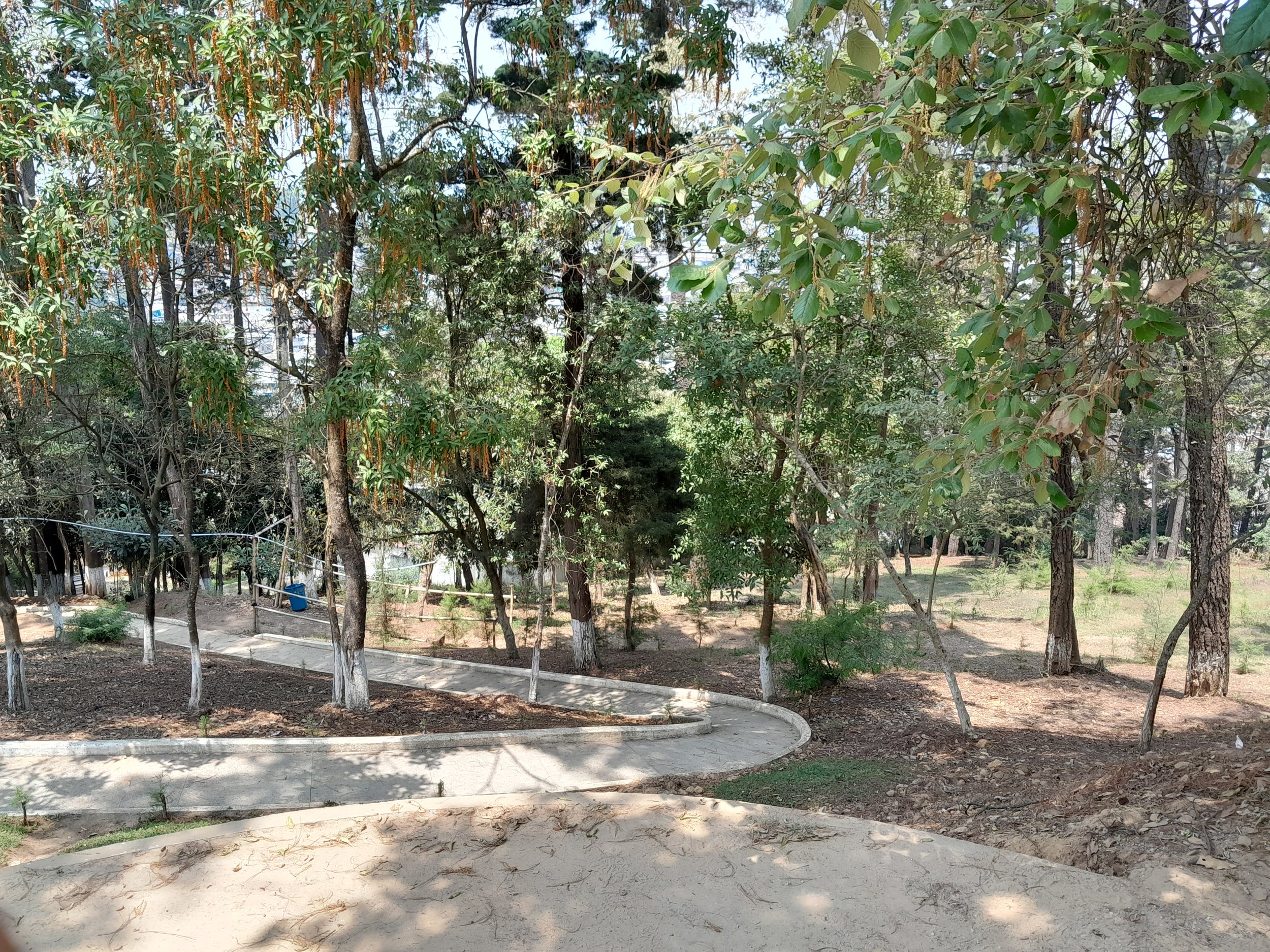 Green Grass