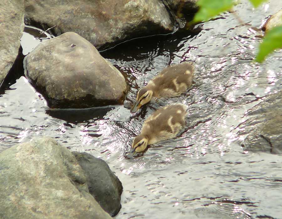 P1110892_ducklings_HiresB.jpg