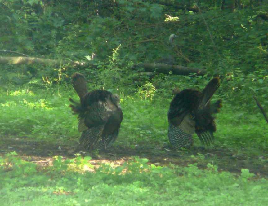 Turkeys_in_the_Gladesm.jpg