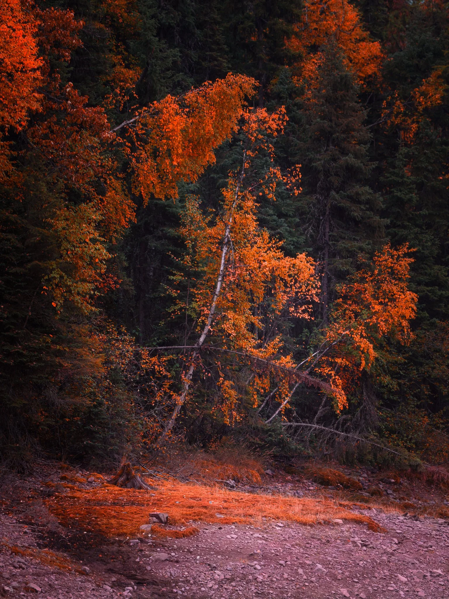 Fantastic Forest.jpg