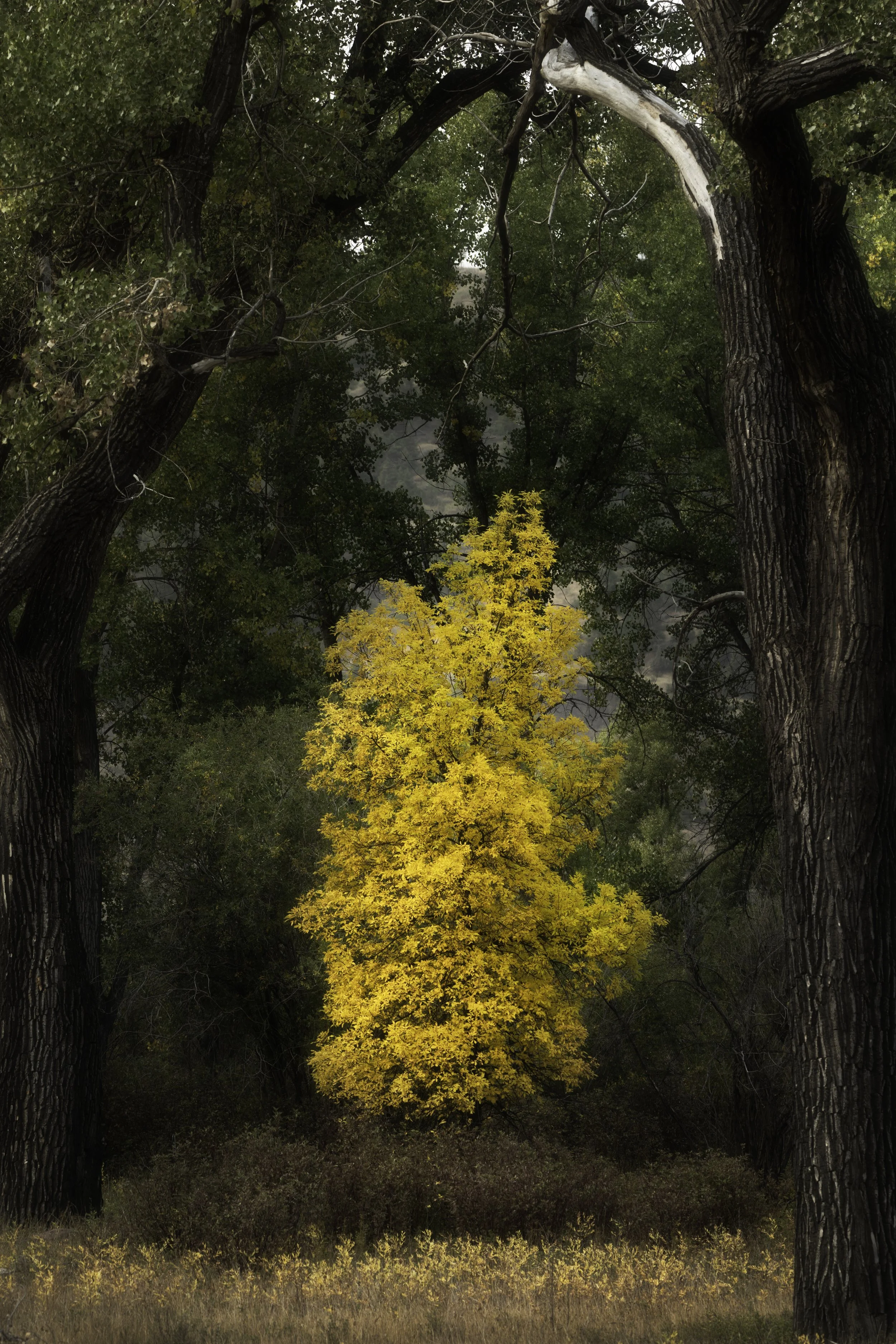 Waking Woods (Copy)