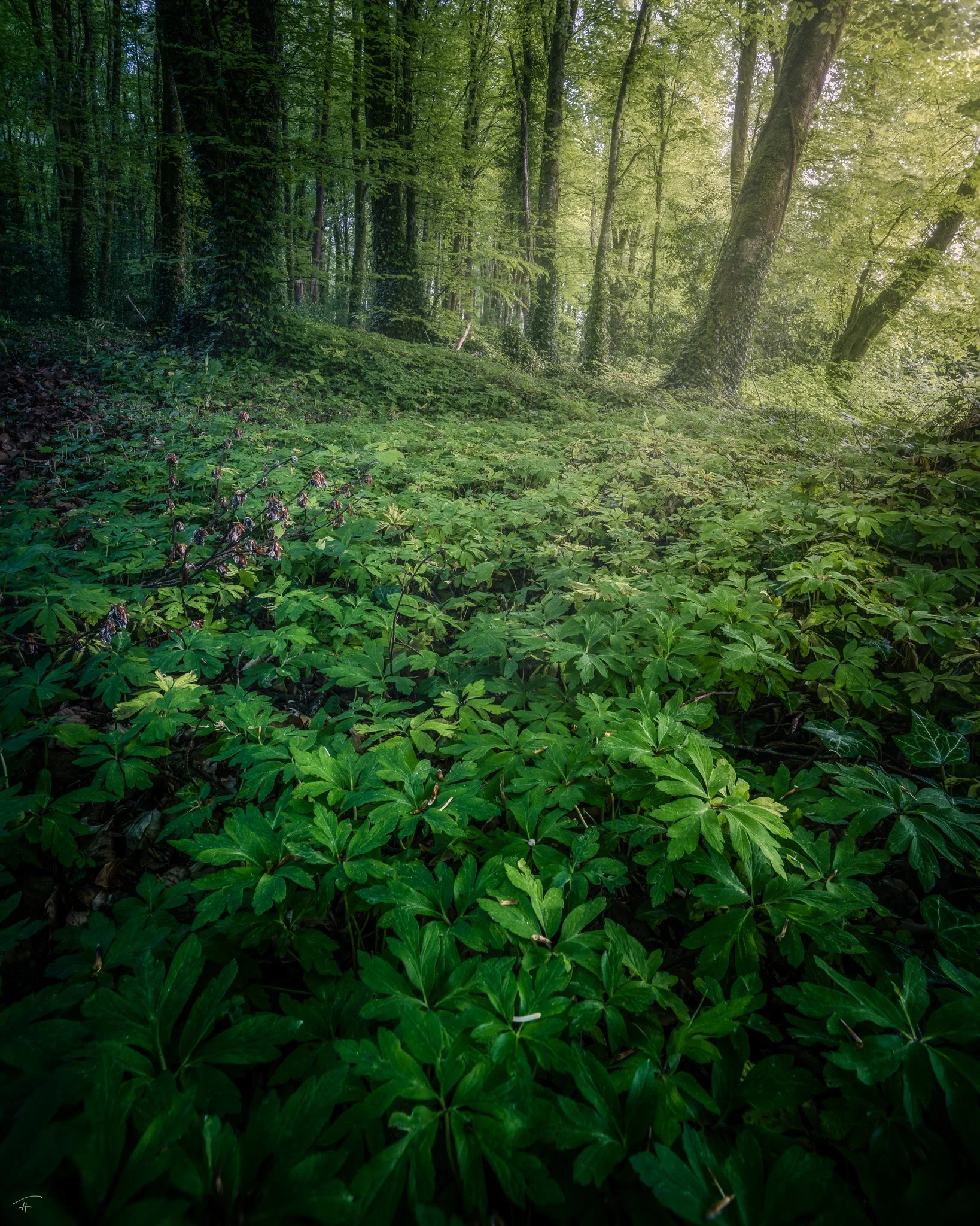 Path Overgrown.jpg
