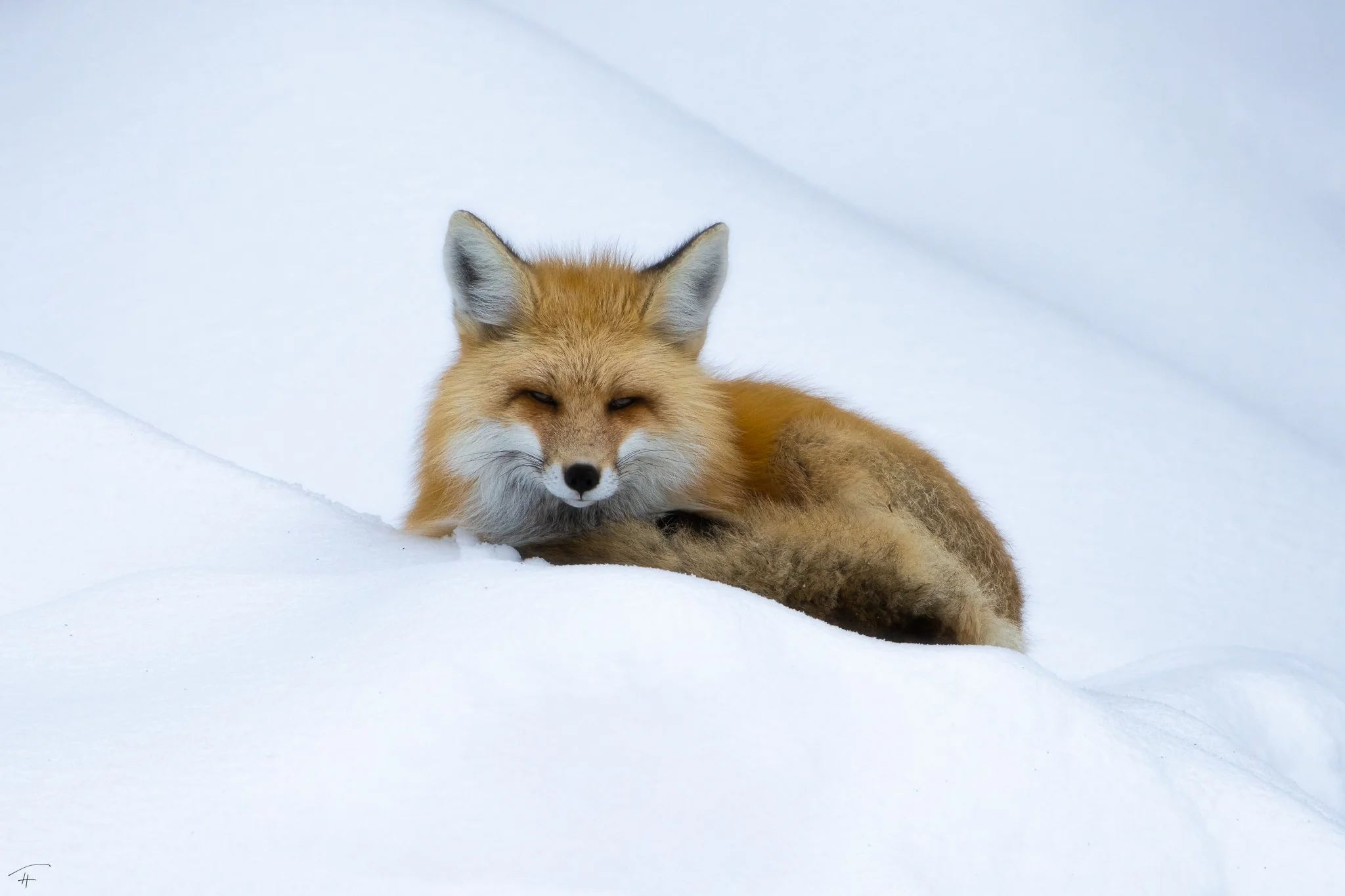 A Bed of Snow and A Blanket of Ghosts.jpg