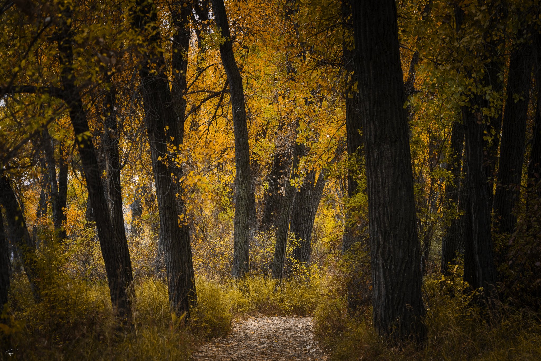 Call of the Woods.jpg