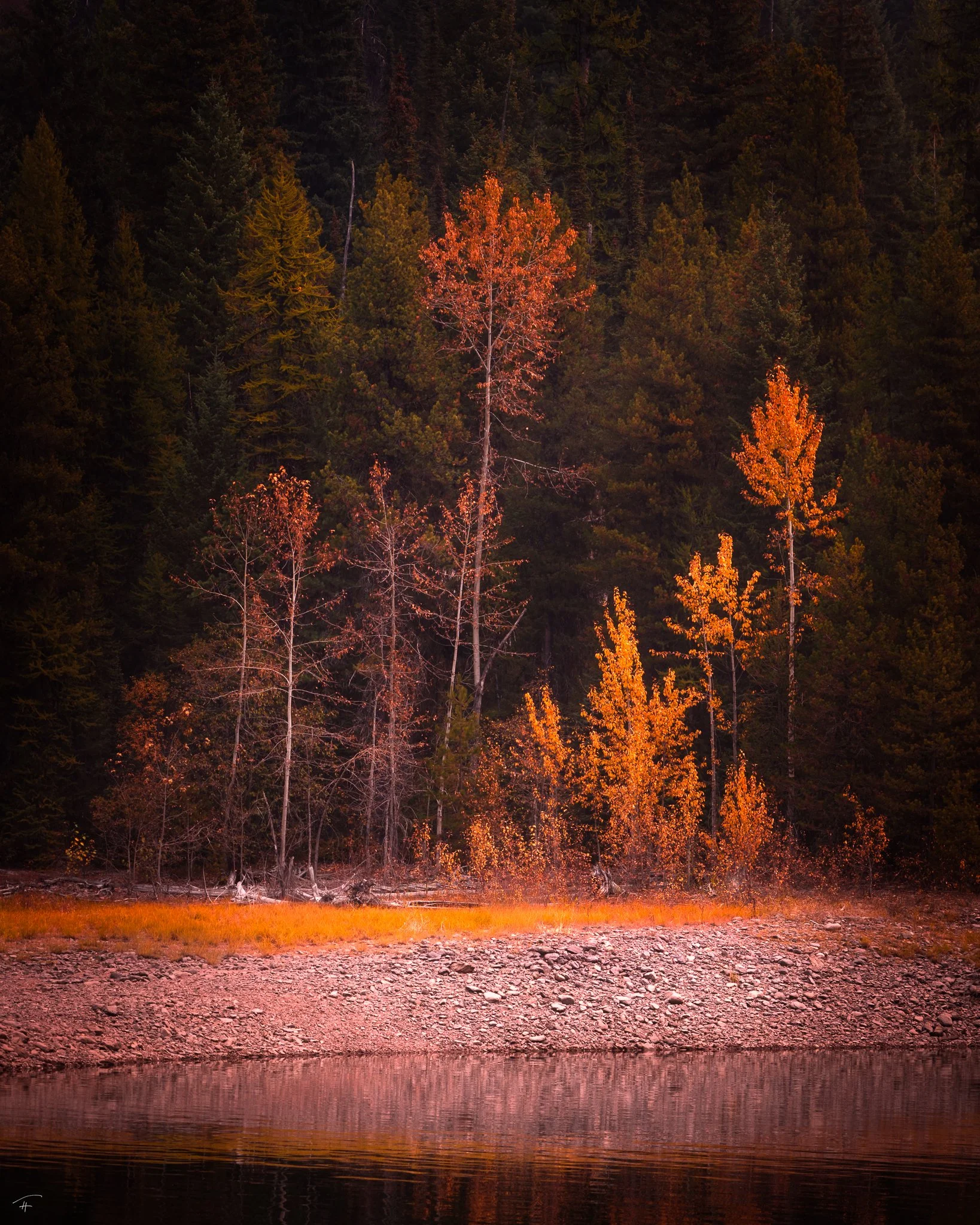 What Grows in a Dark Forest.jpg