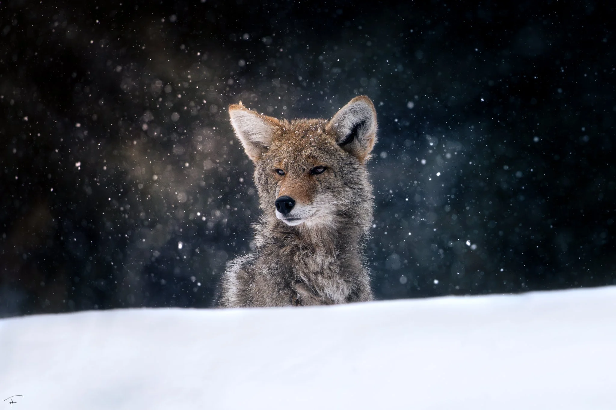 Coyote Curiousity.jpg