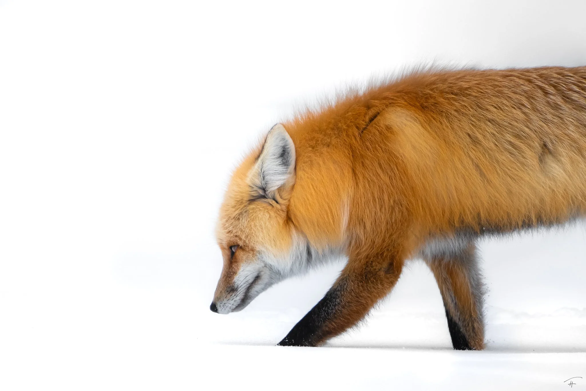 Head Down and Face the Winter.jpg