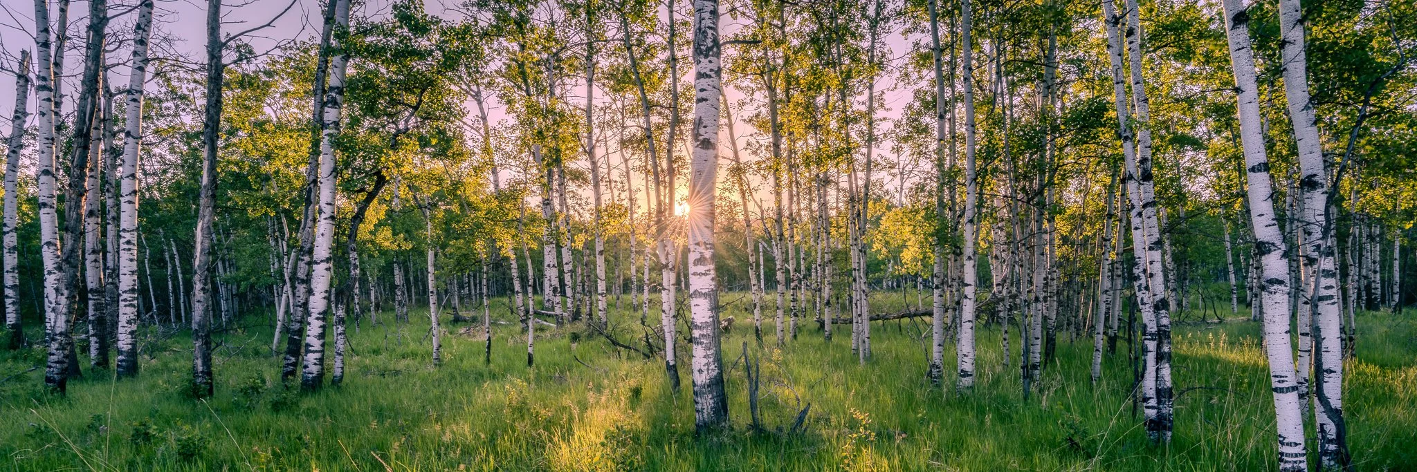 Forest Gleam.jpg