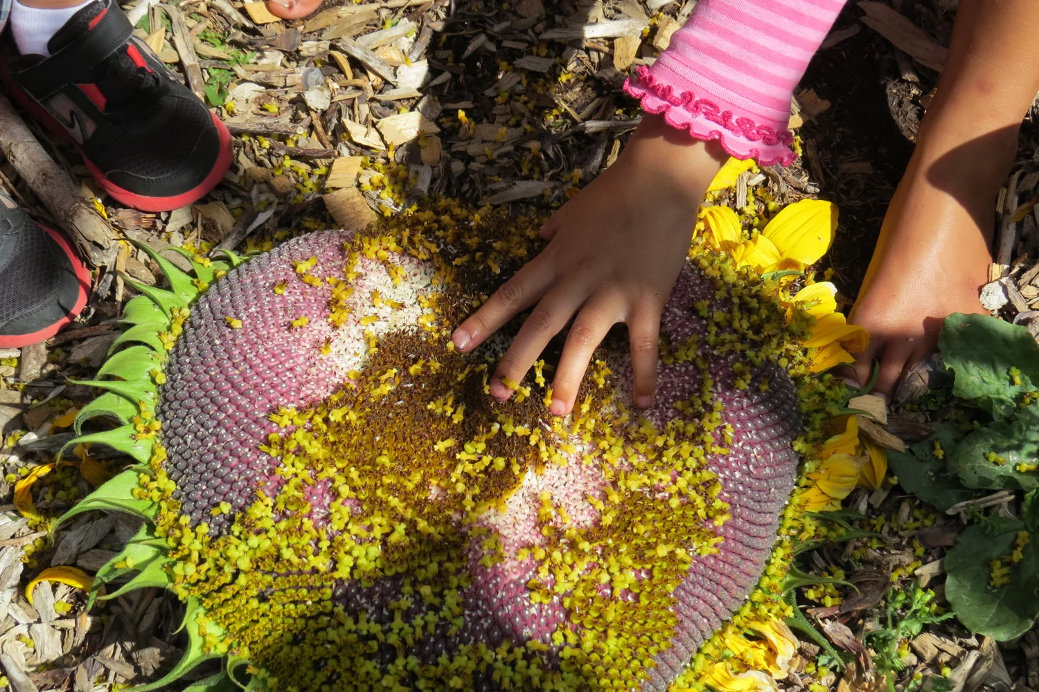 Project Sunshine Aotearoa