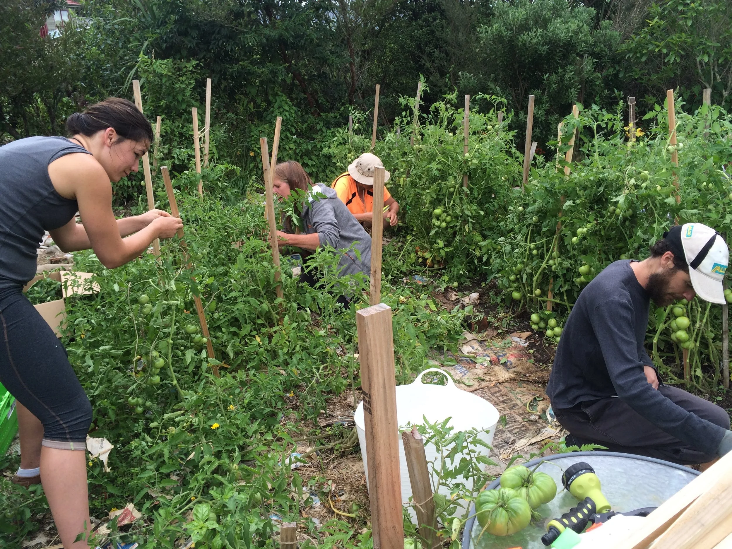 Radio New Zealand story “Worms in the Burbs” - click on the image to watch