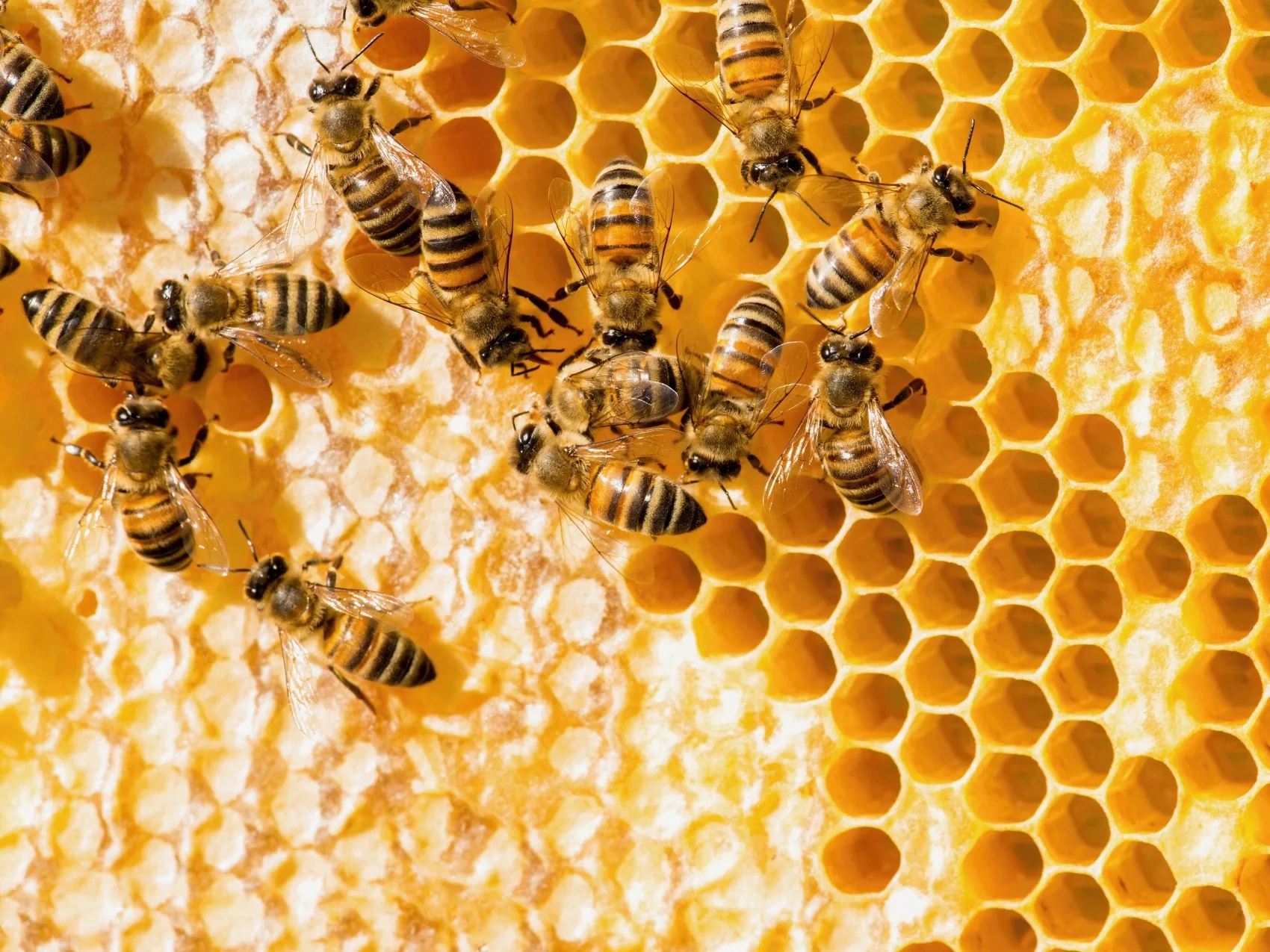 Are You a Productive Bee 7 Ways God Has Gifted You to Help Others.jpg
