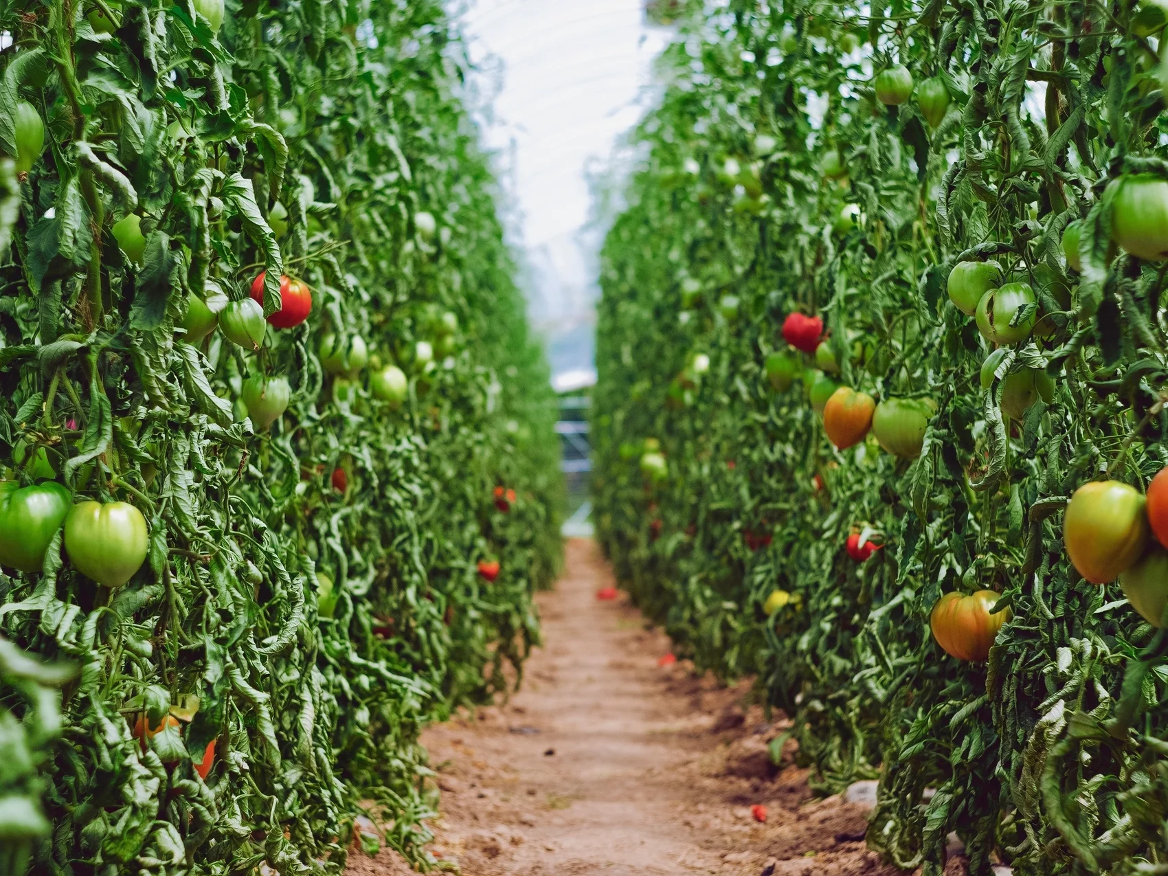 Photo by Markus Spiske on Unsplash