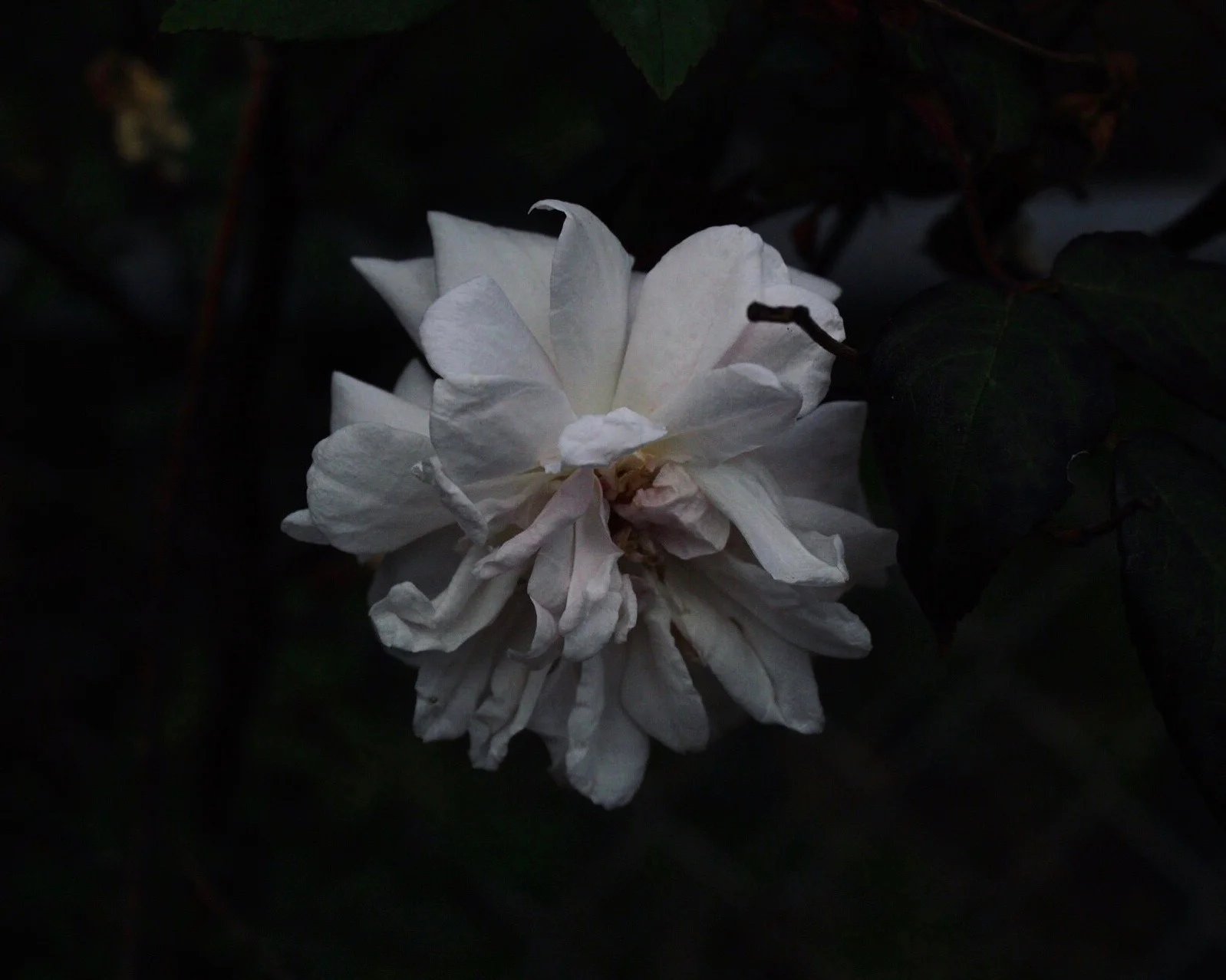 IMG_3553.jpeg
