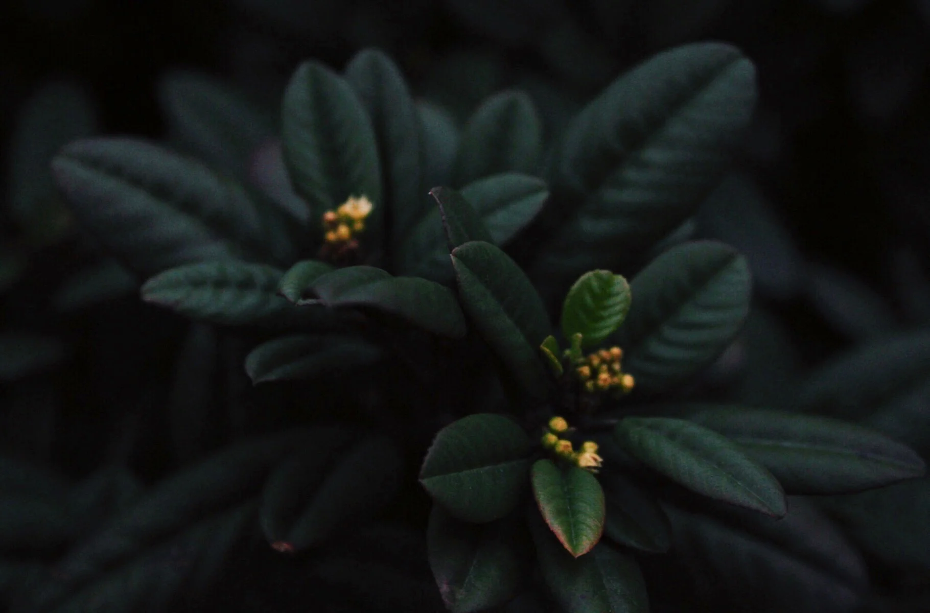 Succulents {Wide}.jpeg