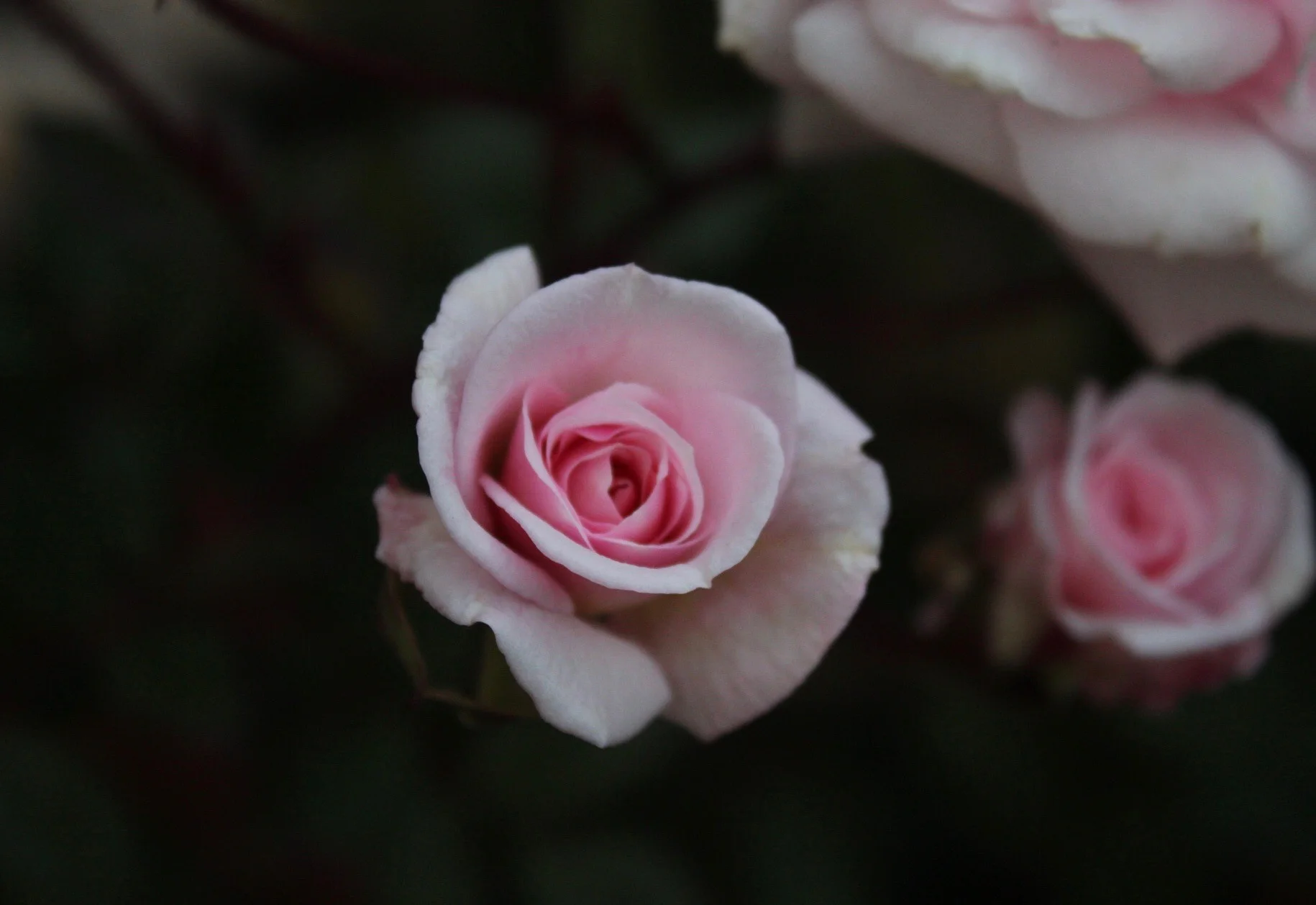 IMG_6476.jpeg