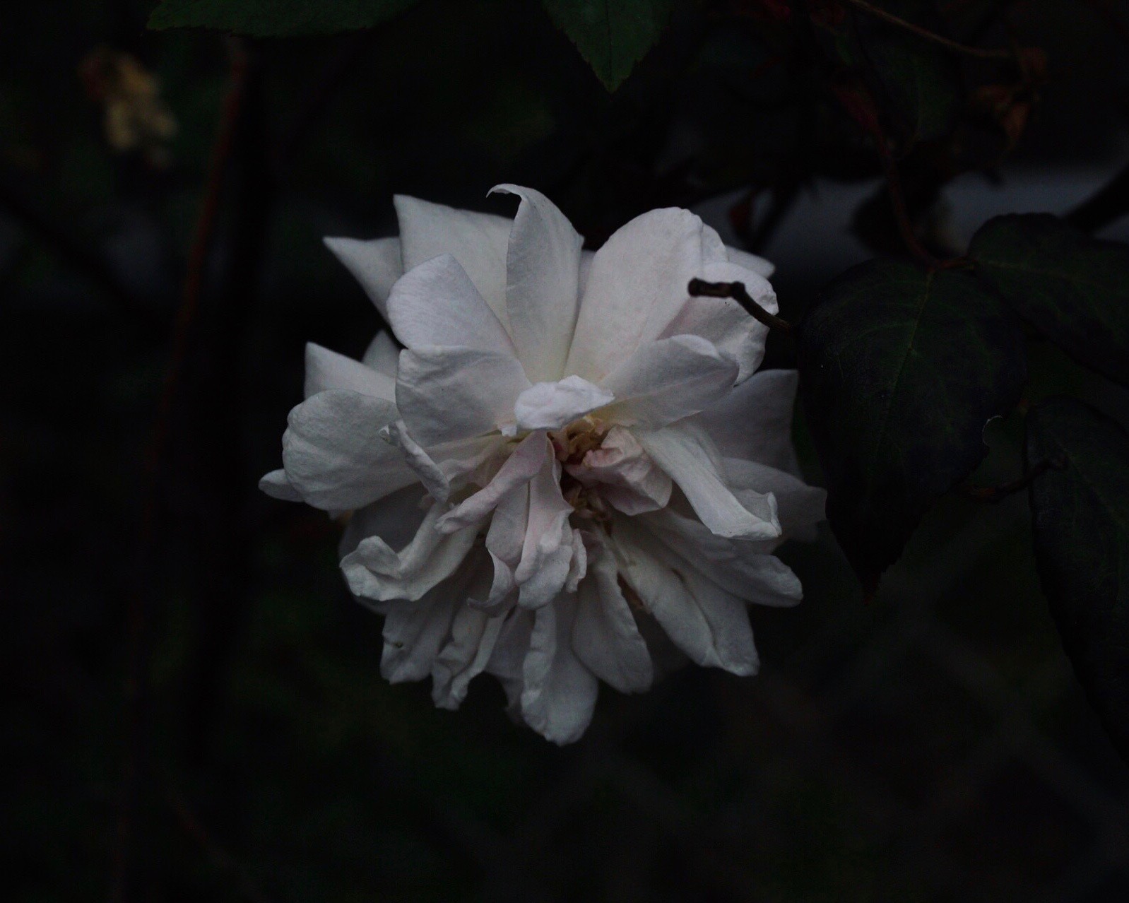 IMG_3553.jpeg