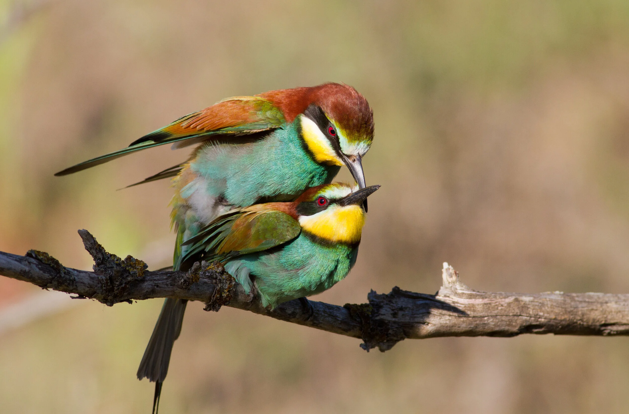 New Beginnings: Lessons From the Birds and the Bees